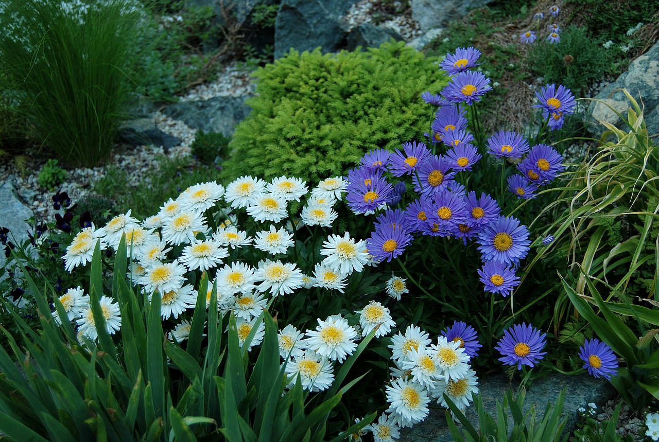 aster alpine the garden of stones free photo