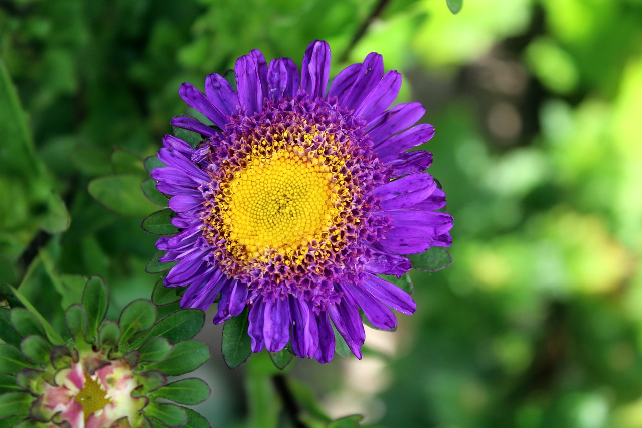 aster flower garden free photo