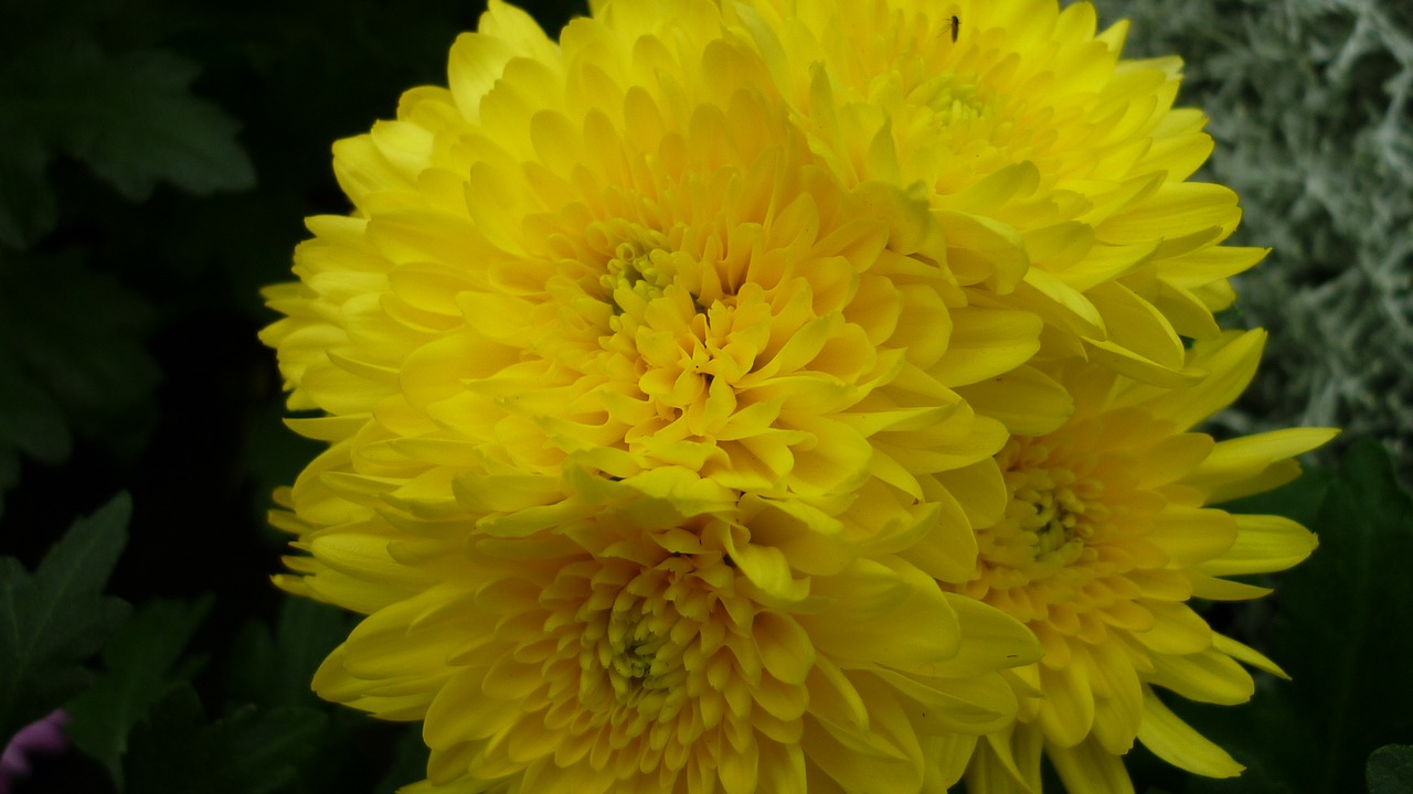 aster flower blossom free photo