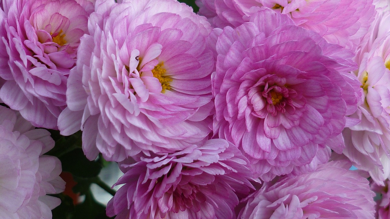 aster flower blossom free photo