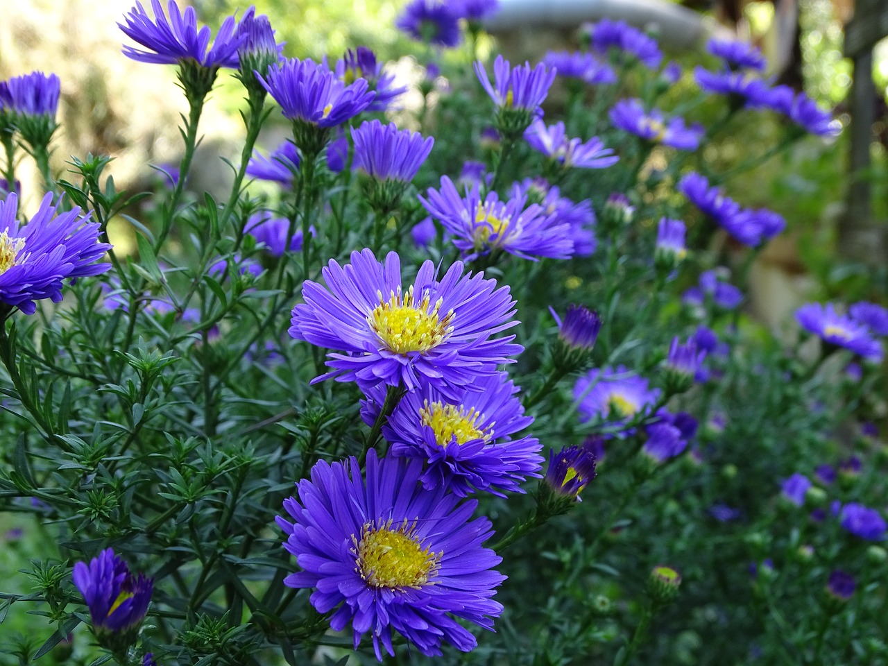 aster herbstaster composites free photo