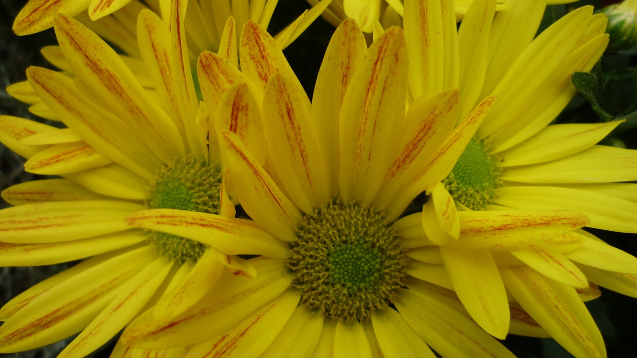 aster flower yellow free photo