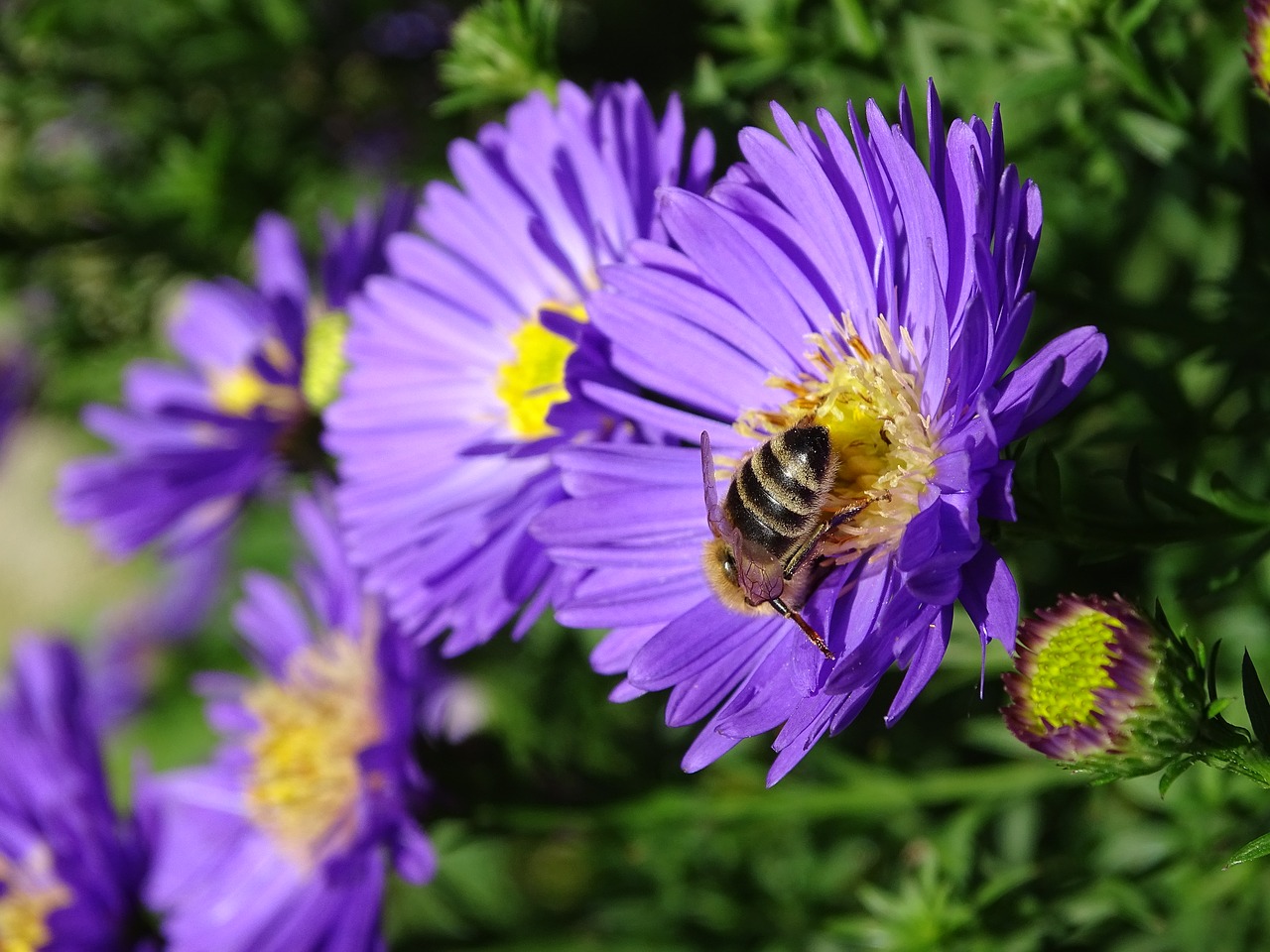 aster herbstaster bee free photo