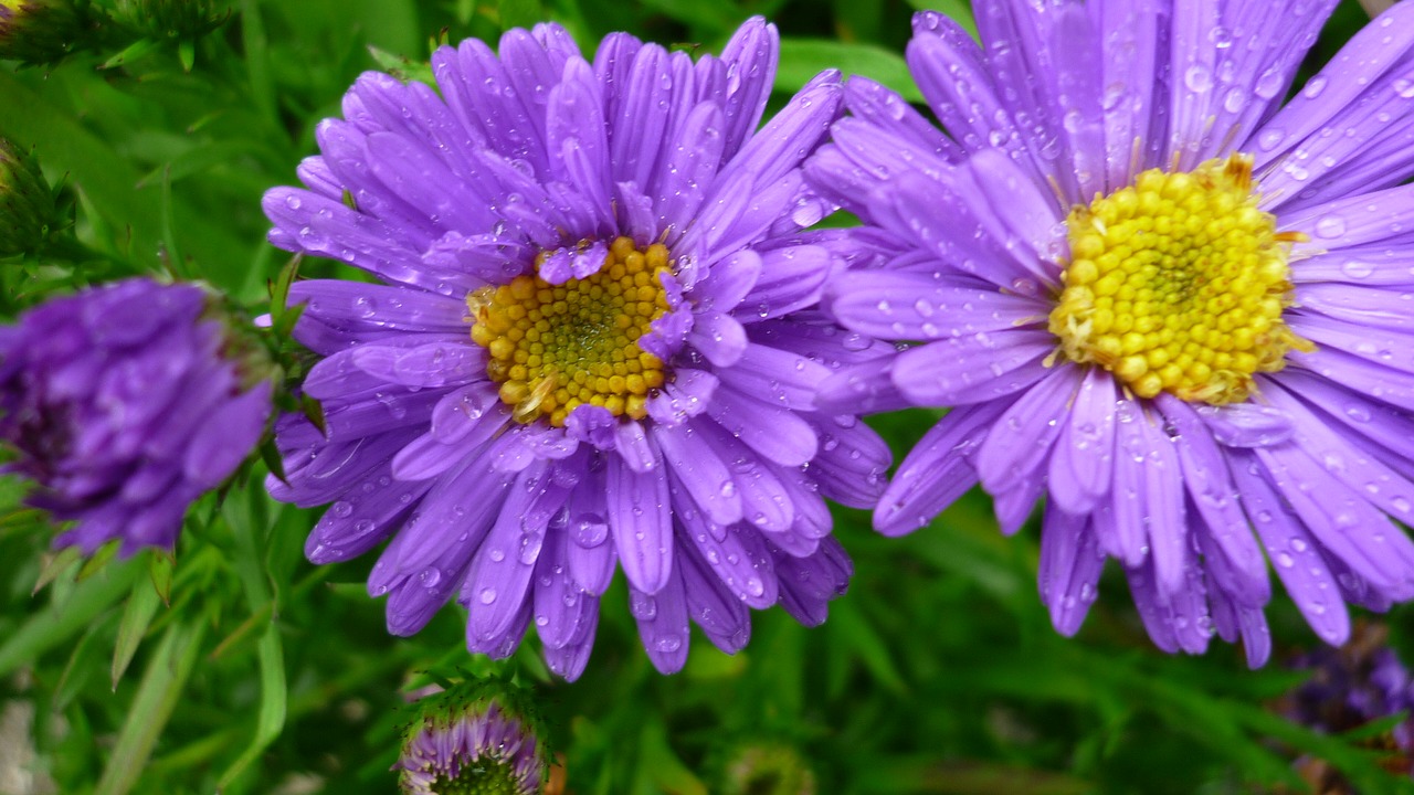 aster flower blue free photo