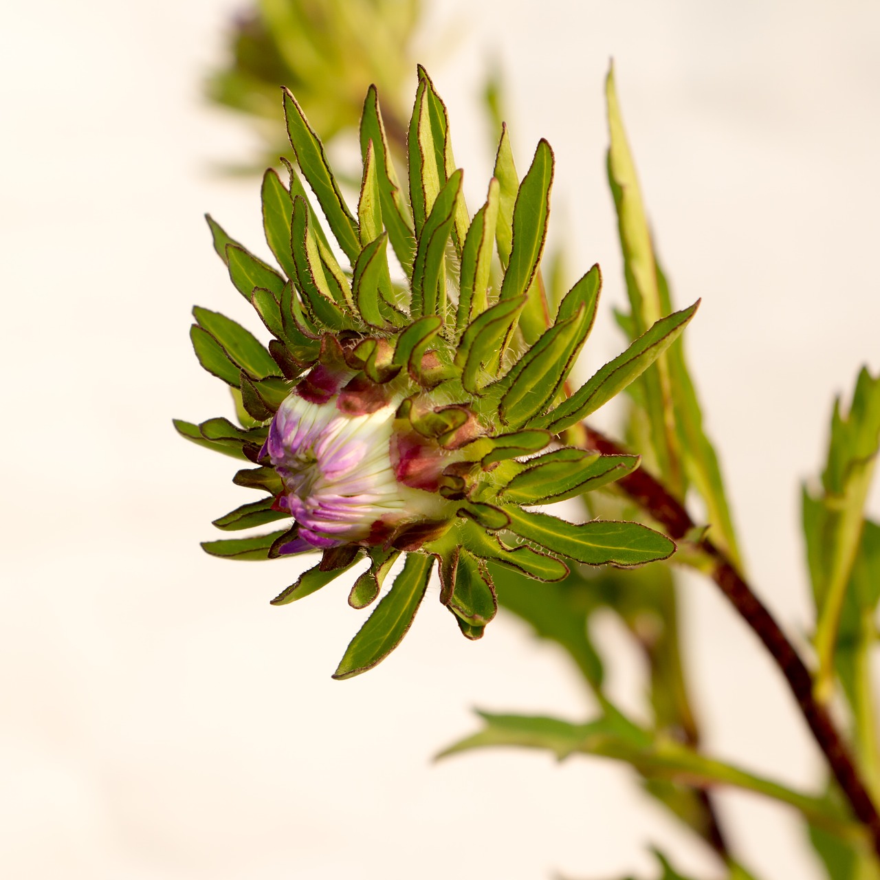 aster flowers winter flower free photo