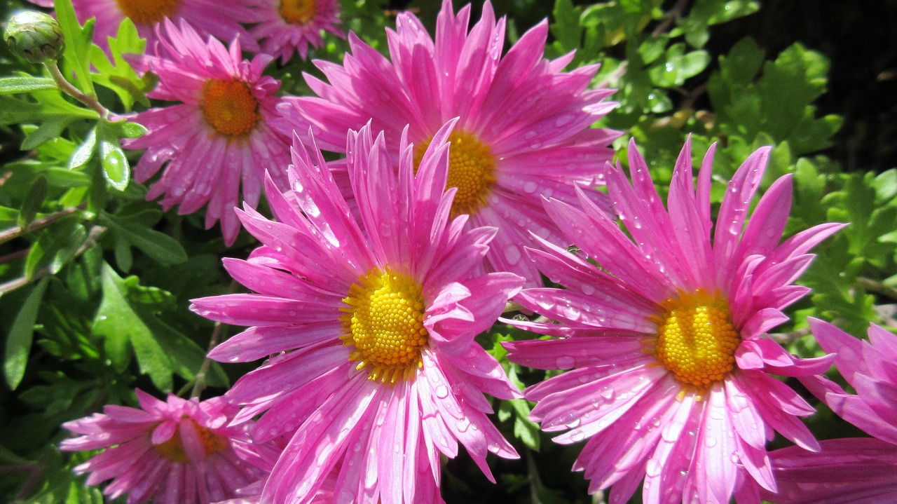 aster pink flower autumn free photo