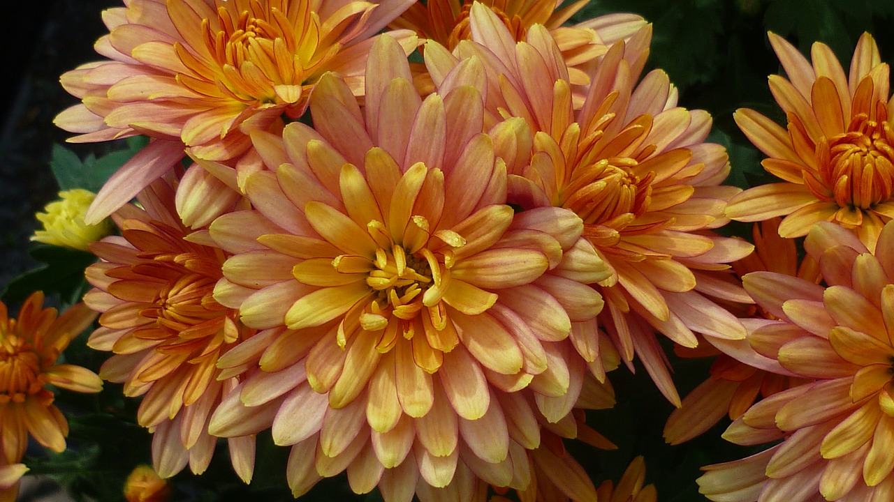 aster flower apricot-colored free photo