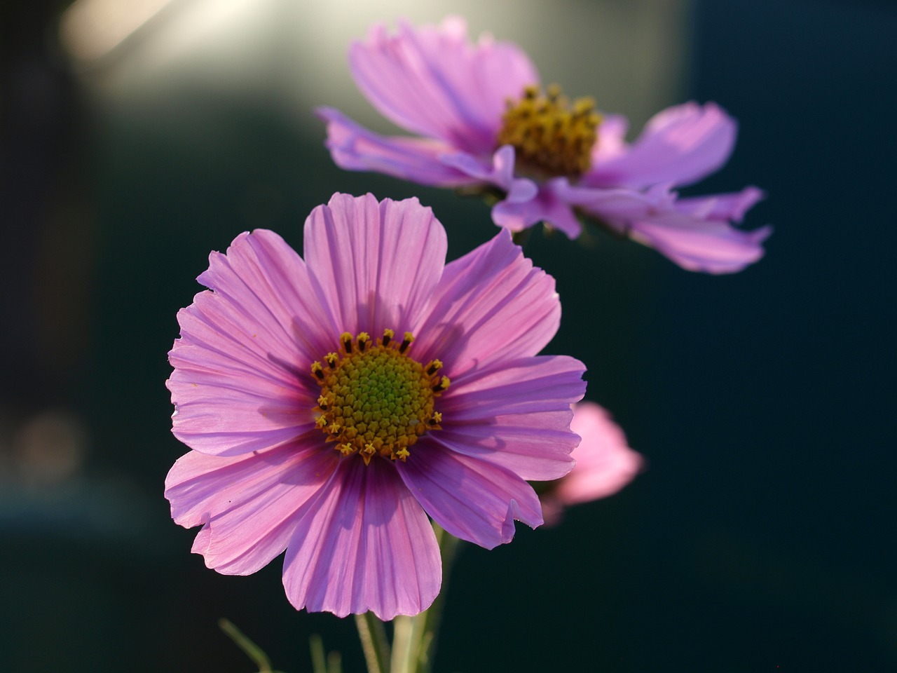 aster flower bloom free photo