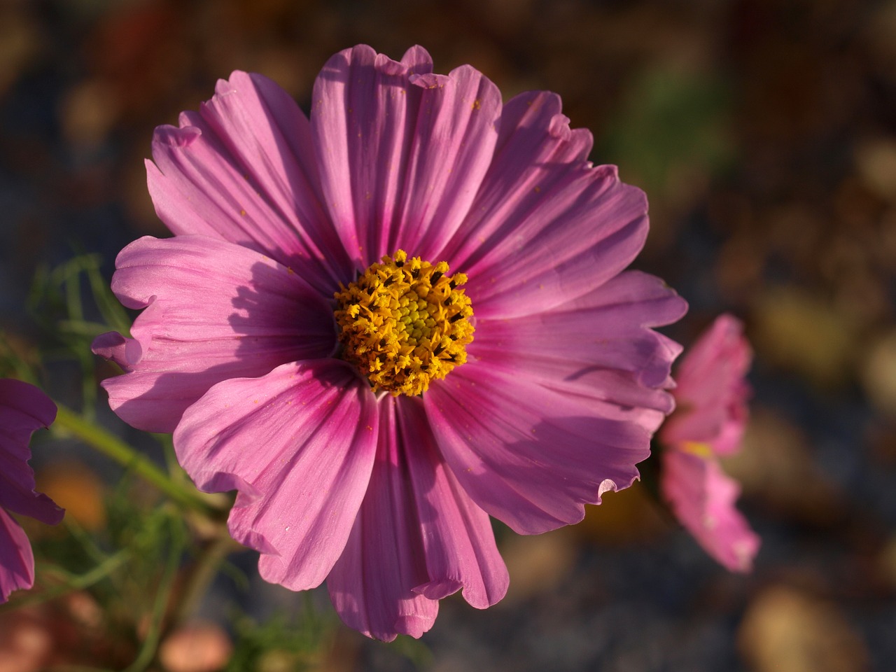 aster flower bloom free photo