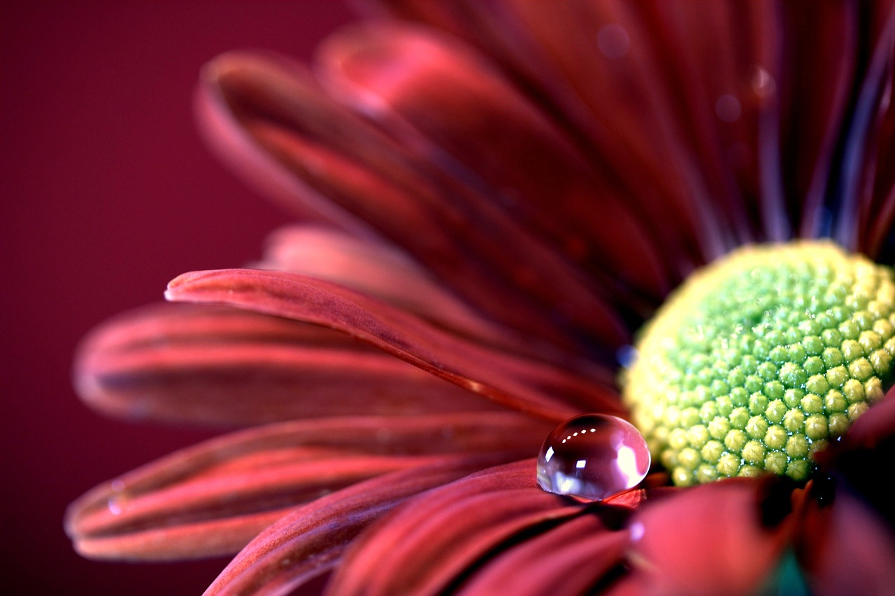 aster autumn drip free photo