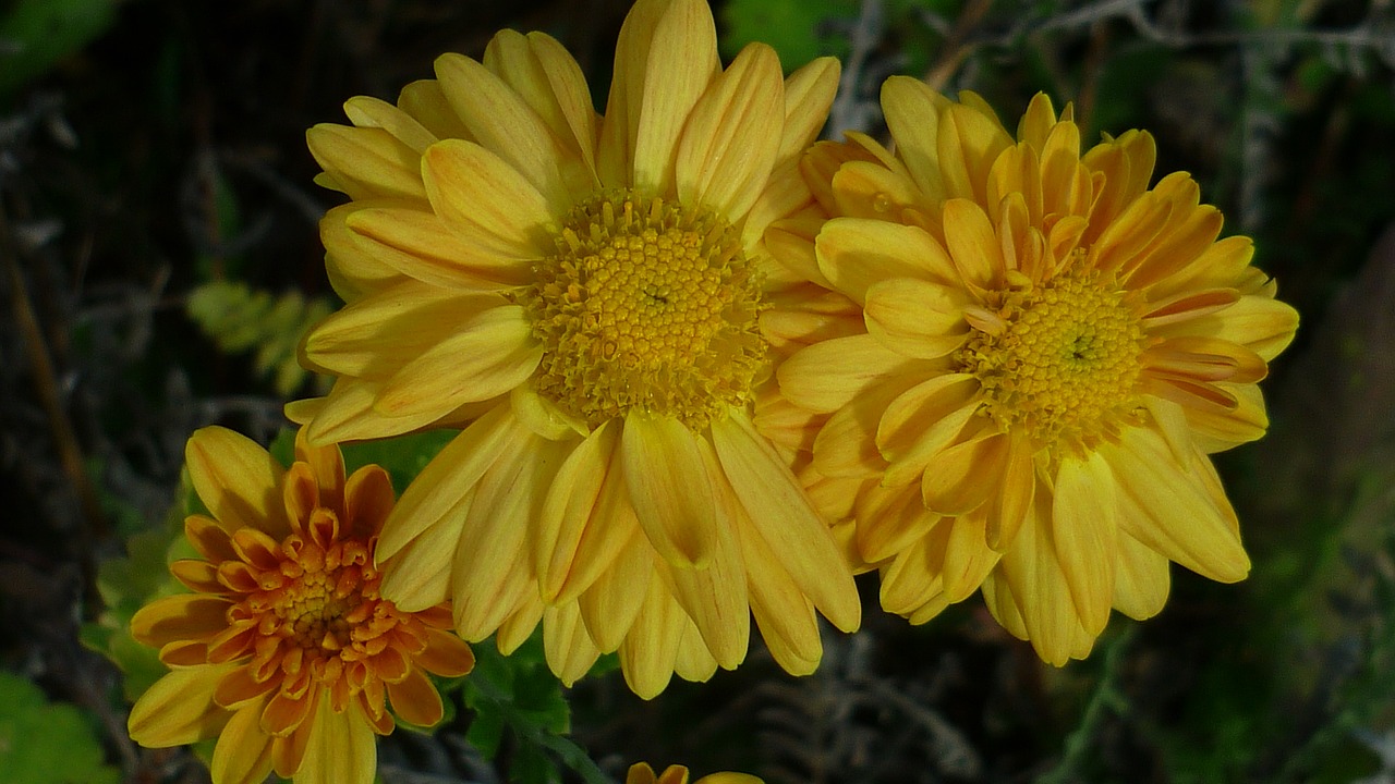 aster flower yellow free photo