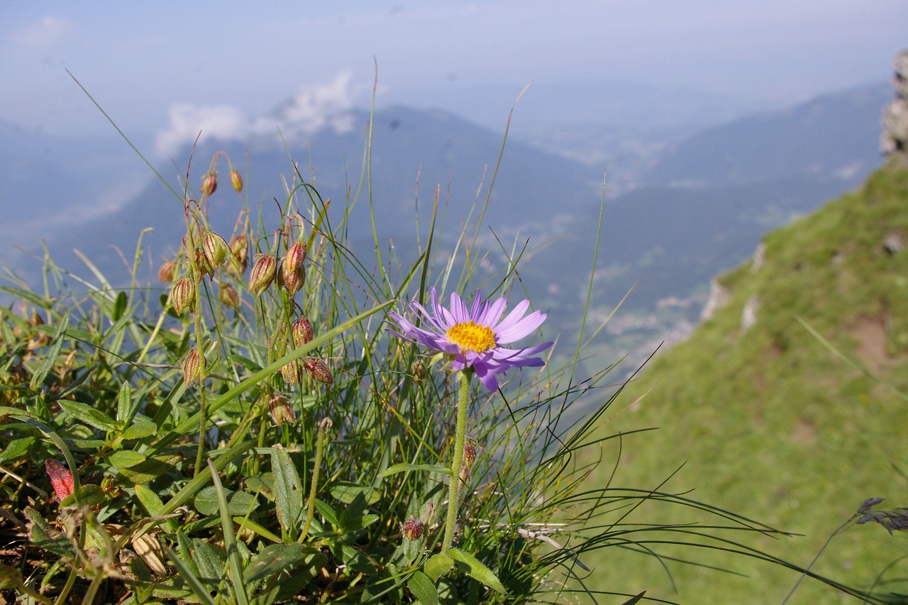 aster alps flower free photo