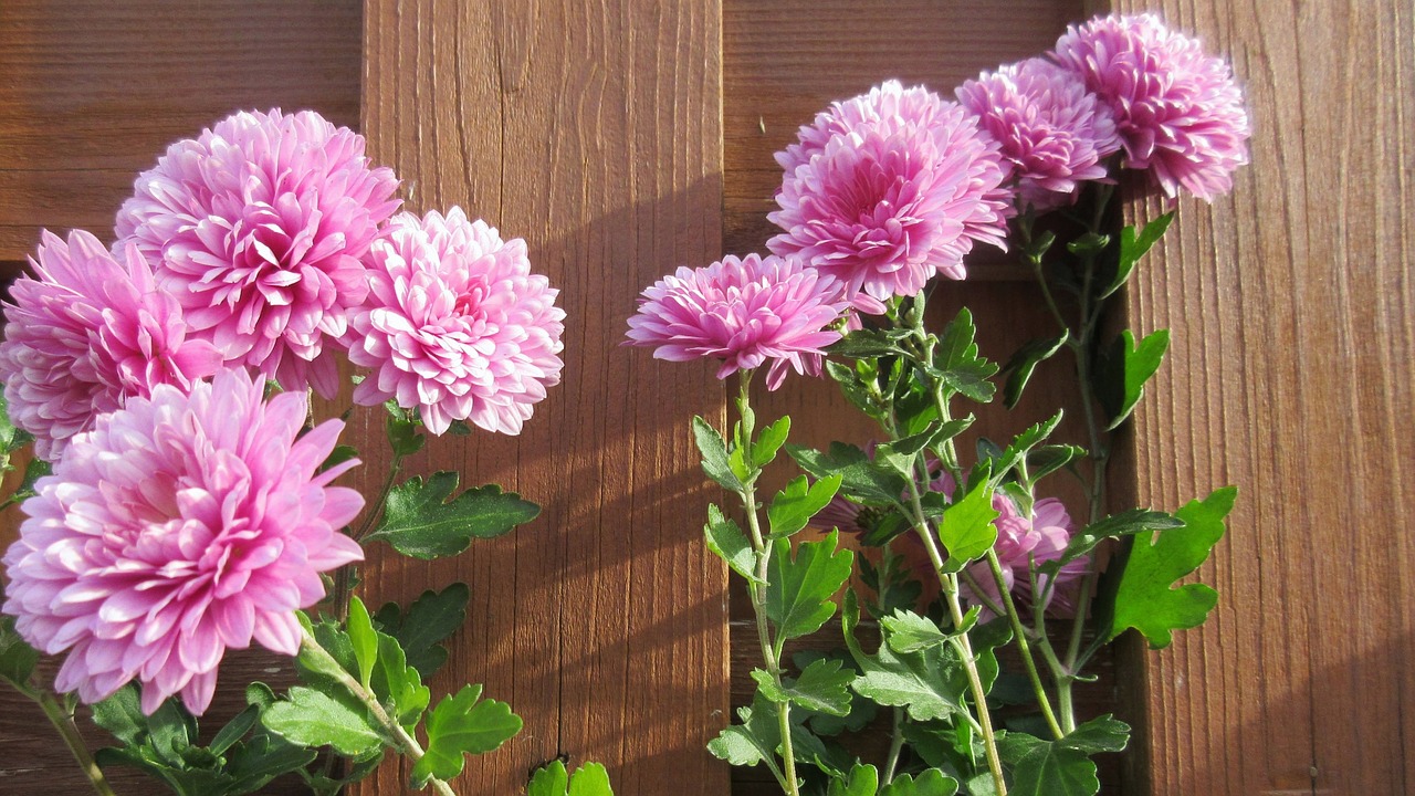 aster  chrysanthemum  pink free photo