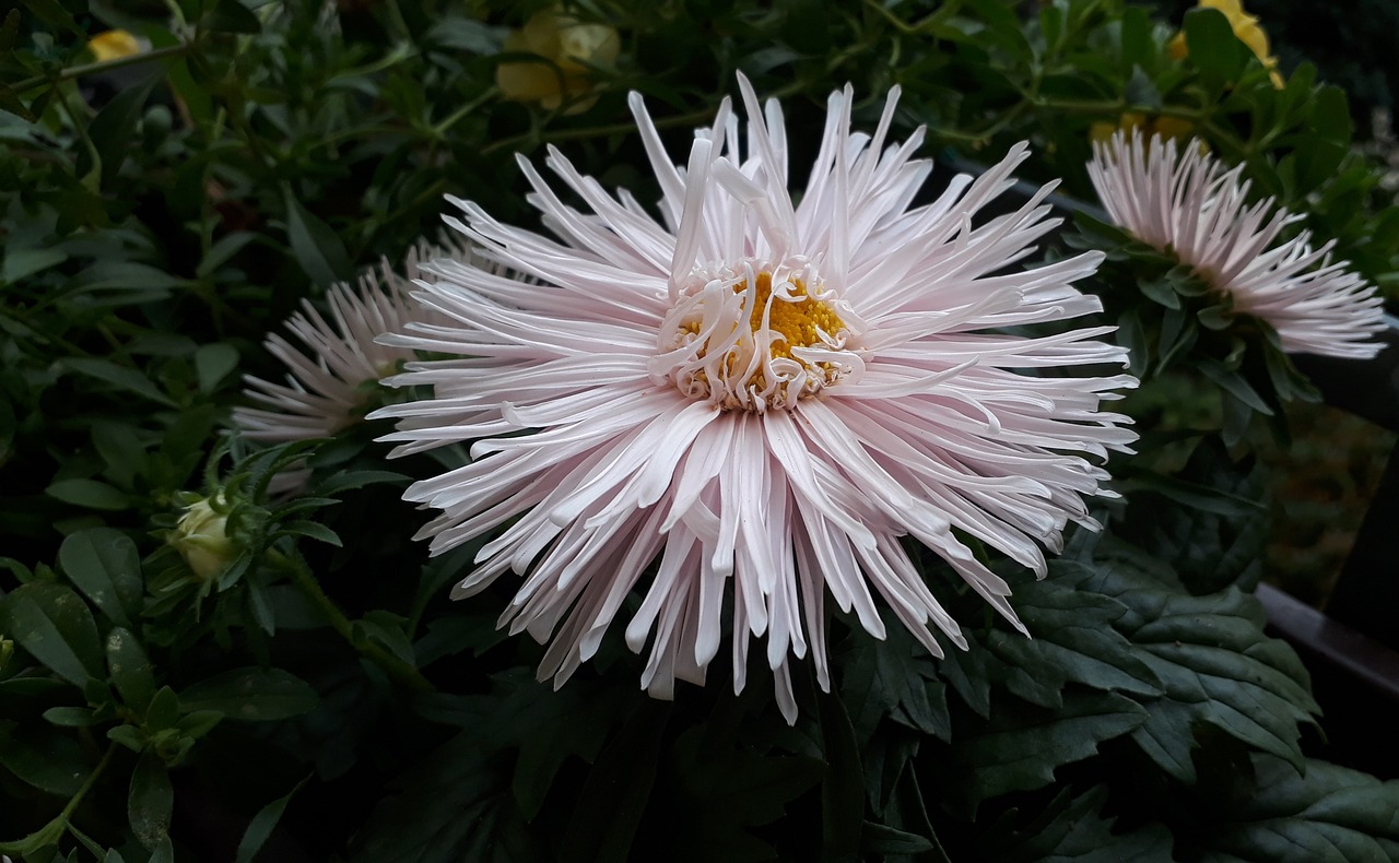 aster  flowers  close up free photo