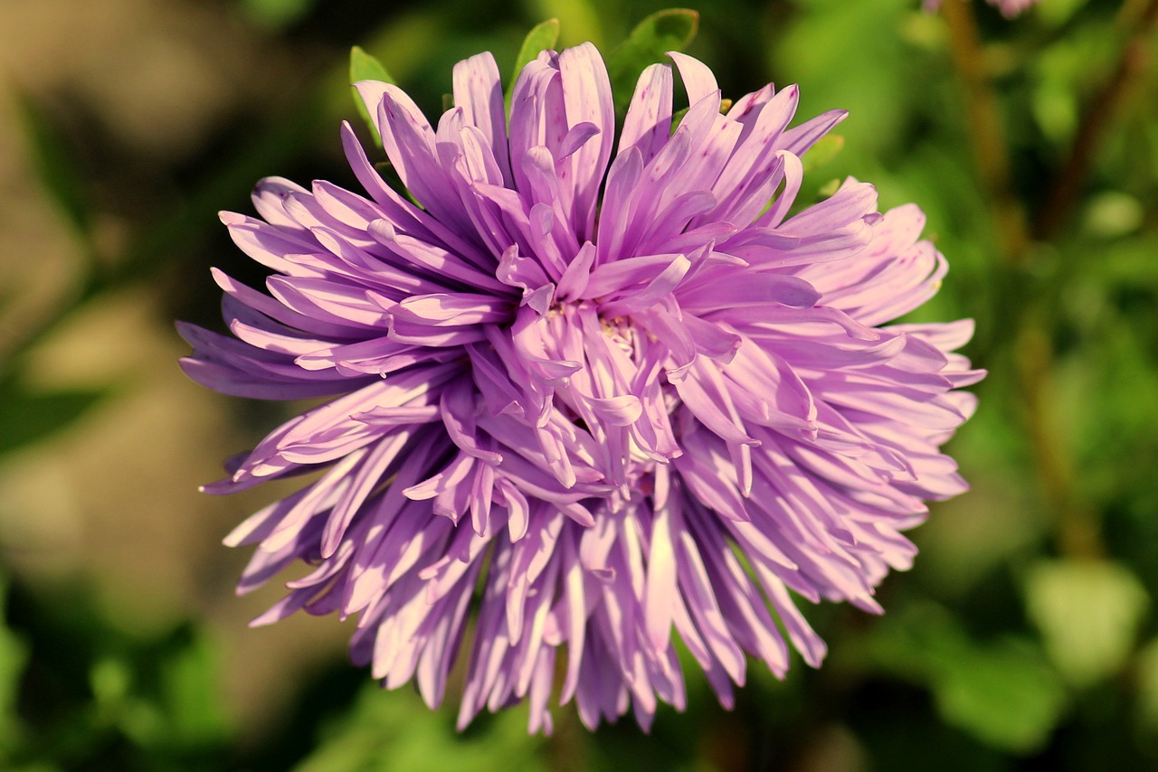 aster  autumn flower  violet free photo