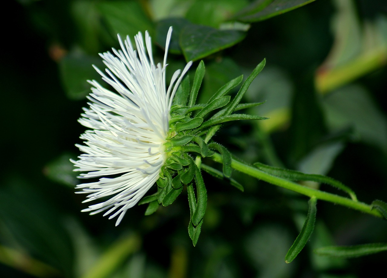 aster  astra  white flowers free photo