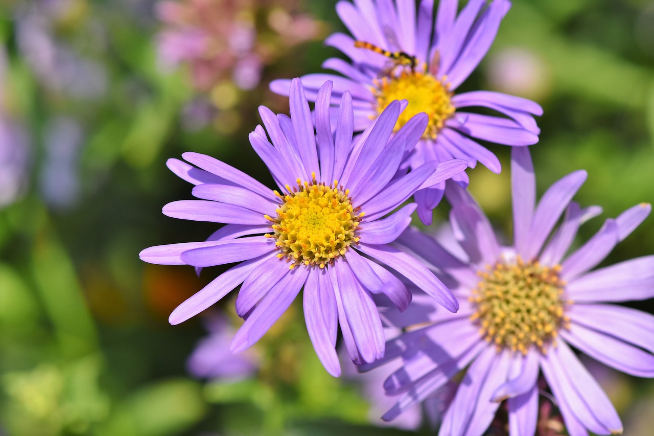 aster  composites  purple free photo