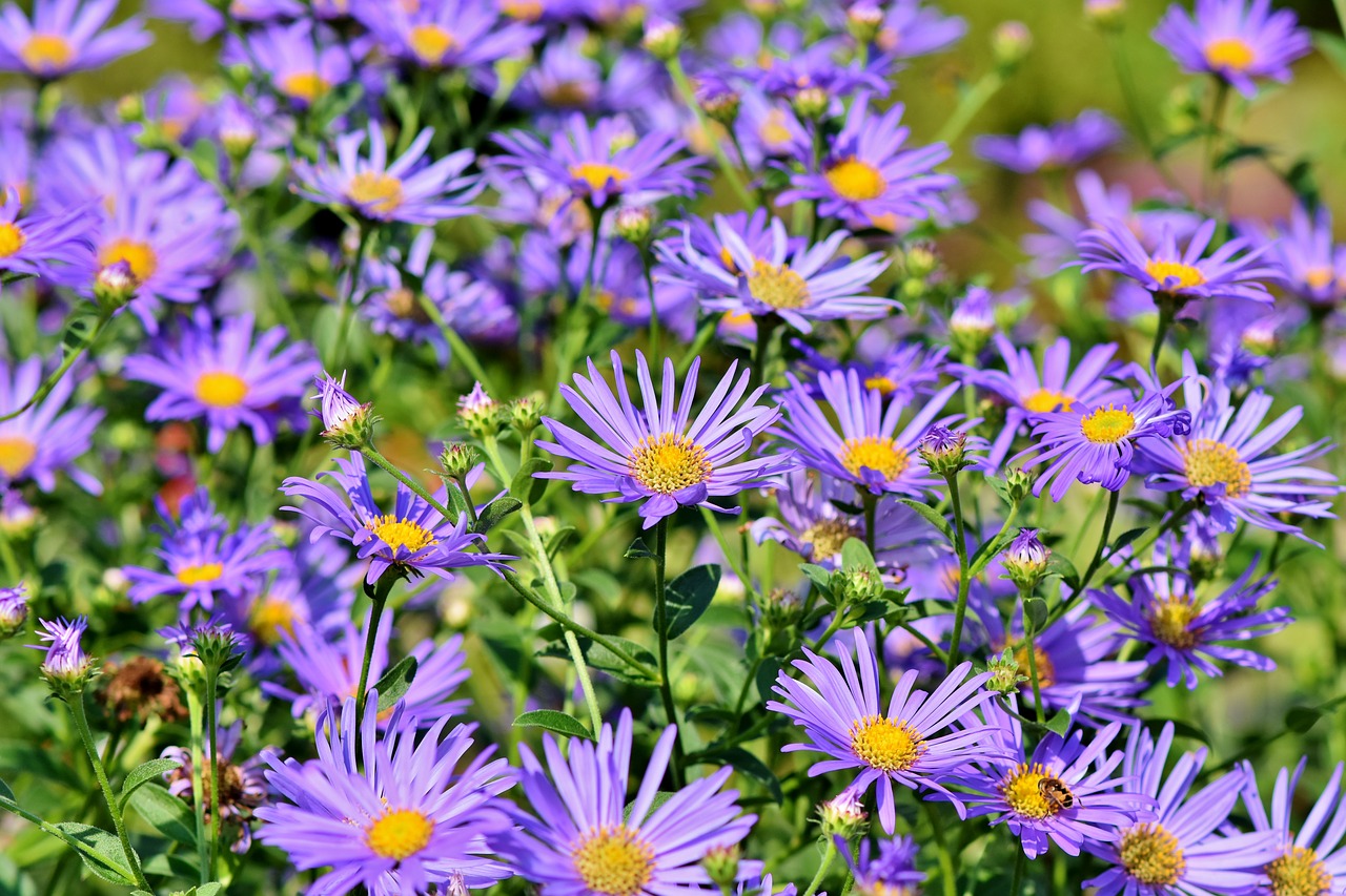 aster  composites  purple free photo