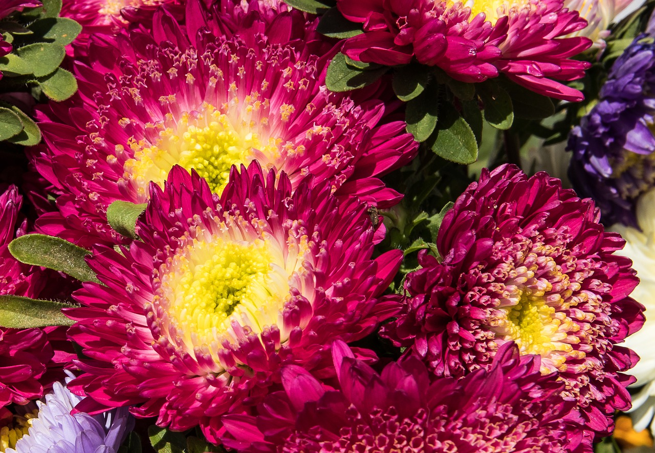 aster  asters  flowers free photo