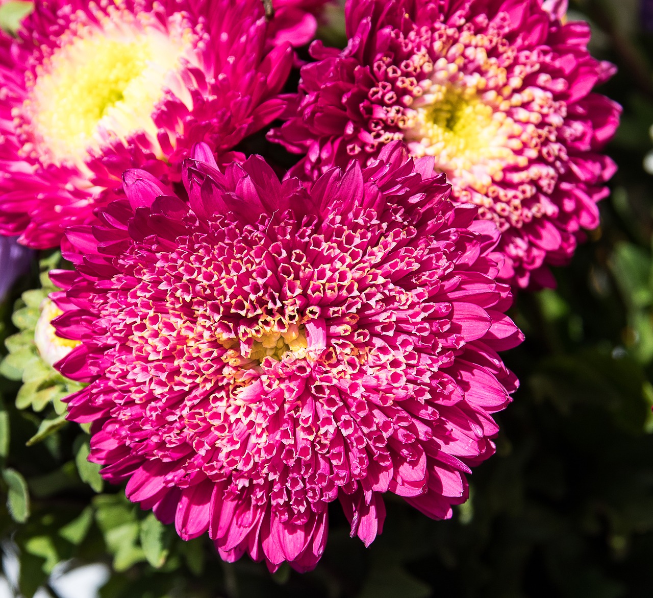 aster  asters  flowers free photo