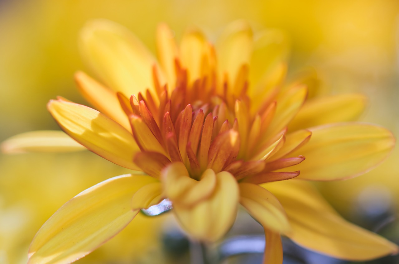 aster  flower  yellow free photo