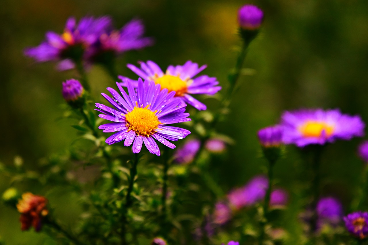 aster  flower  plant free photo