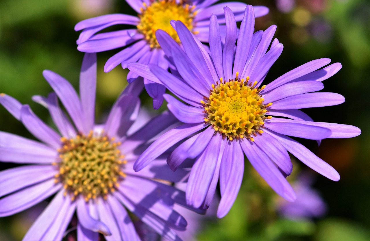 aster  composites  purple free photo