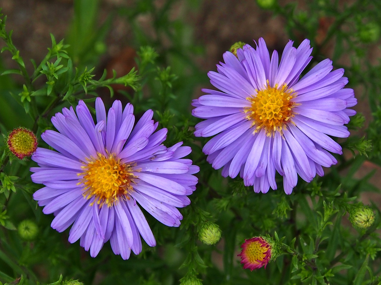 aster  purple  autumn flower free photo