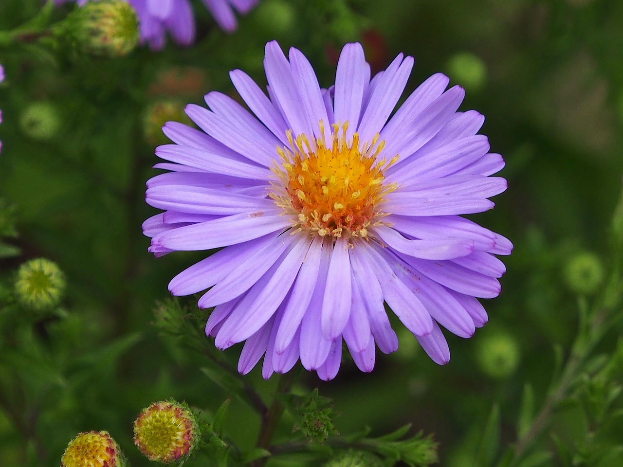 aster  purple  autumn flower free photo