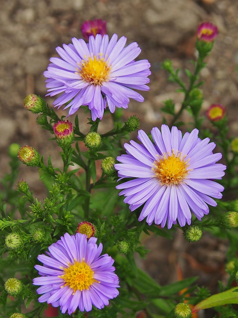 aster  purple  autumn flower free photo