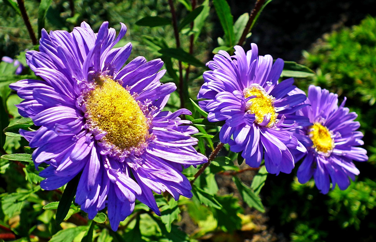 aster  flower  blue free photo