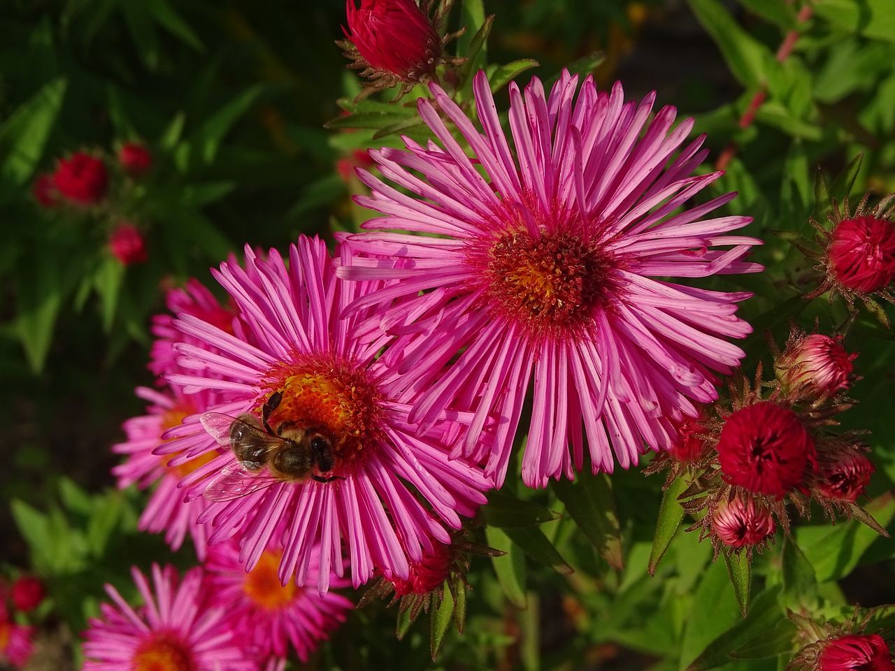 aster  aster amellus  bee free photo