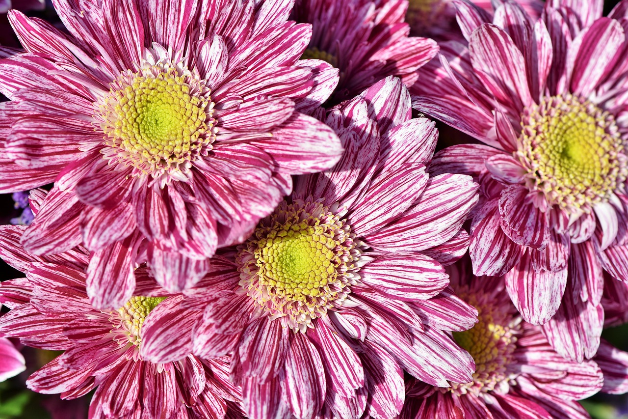 aster  composites  blossom free photo