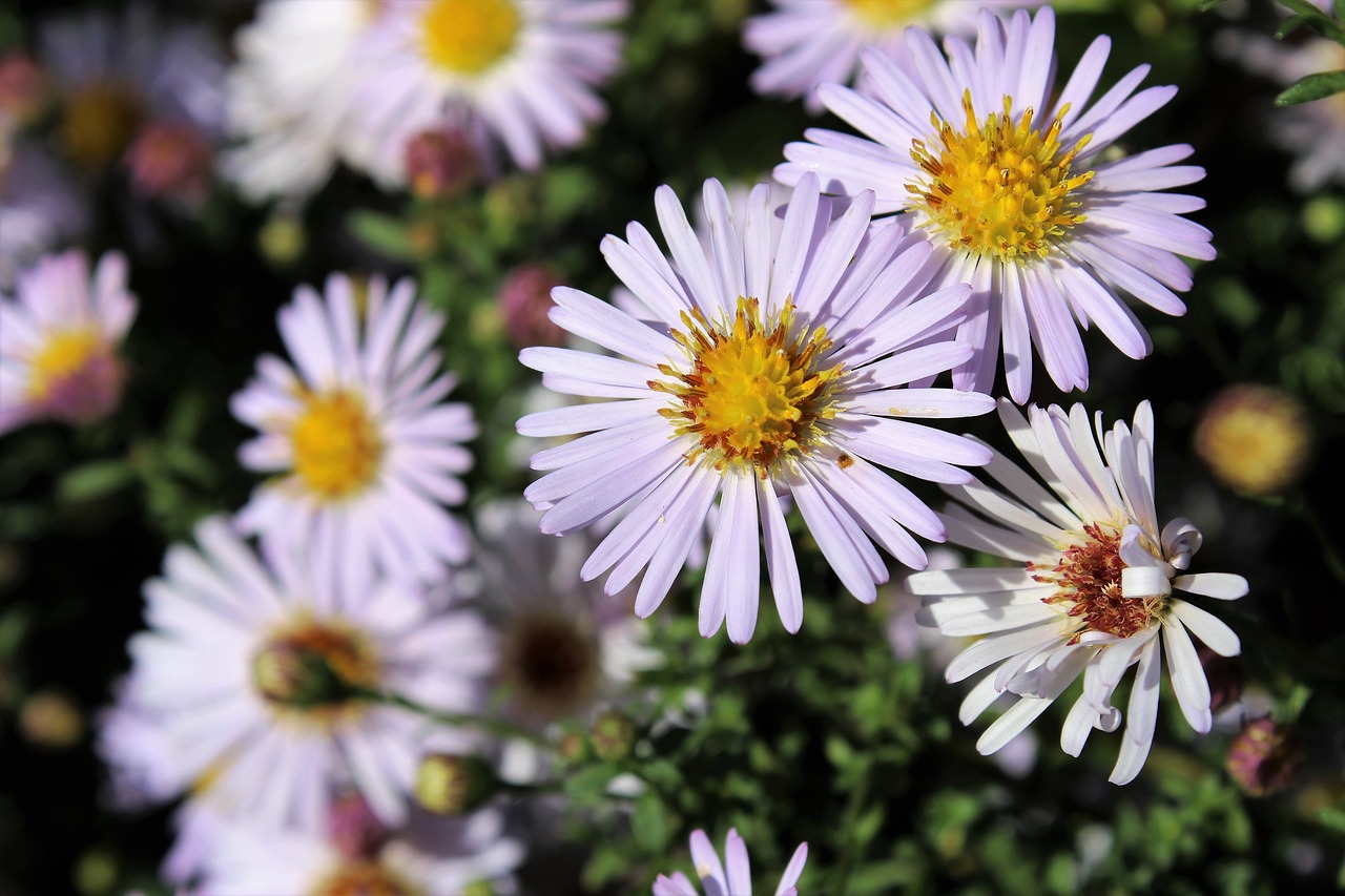 aster  aster amellus  natur free photo