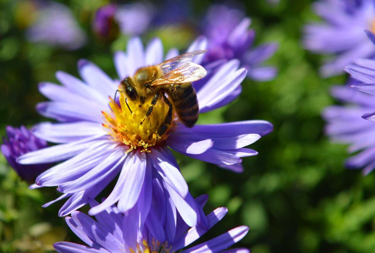 aster  bee  nature free photo