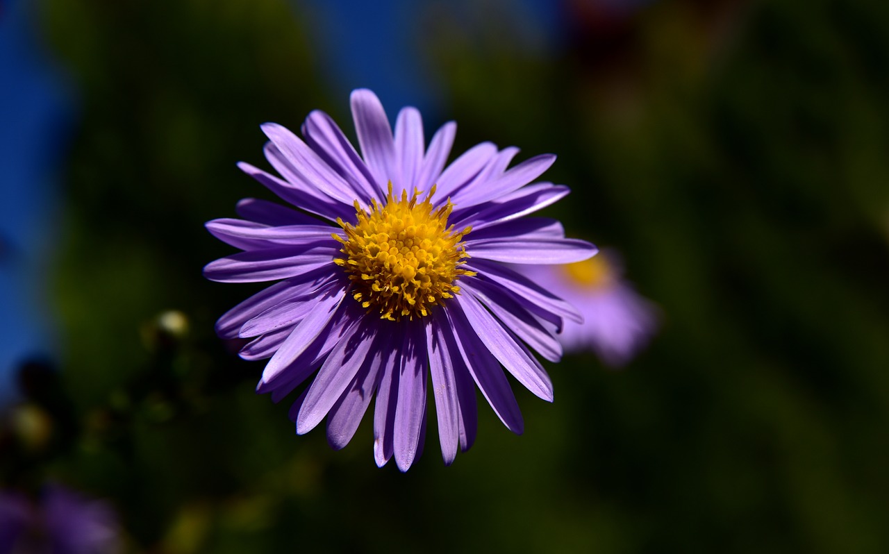 aster  flower  blossom free photo