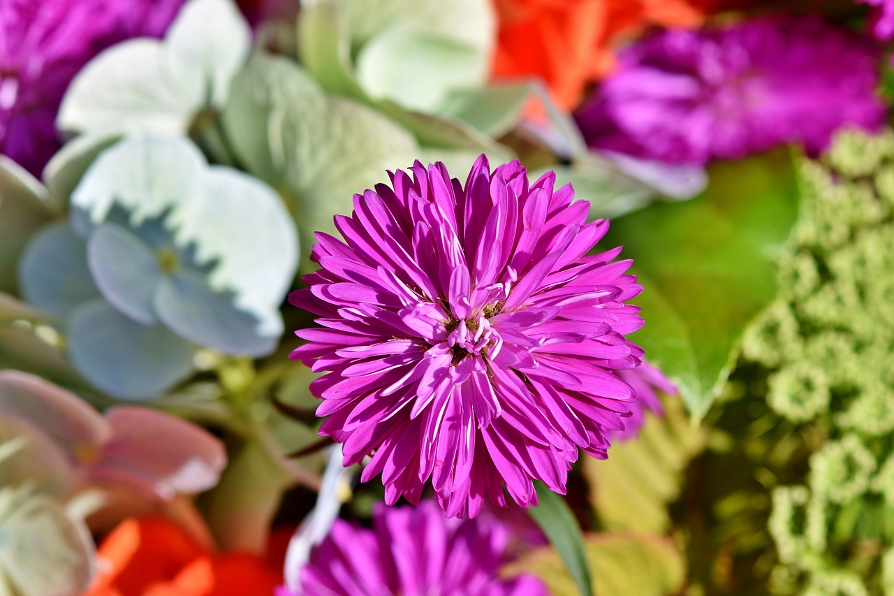 aster  blossom  bloom free photo