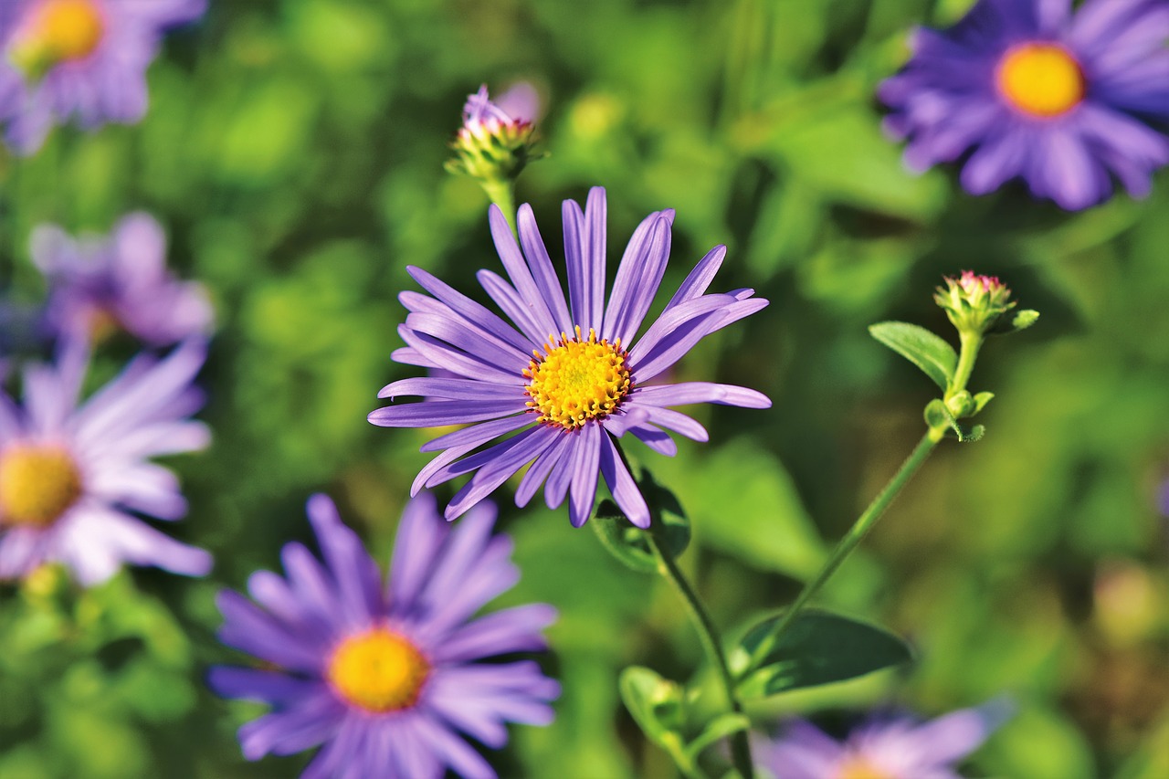 aster  composites  purple free photo