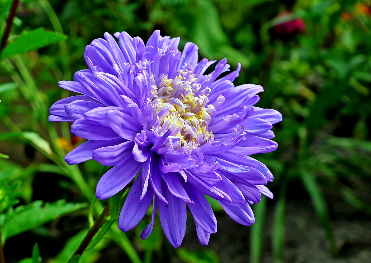 aster  flower  garden free photo