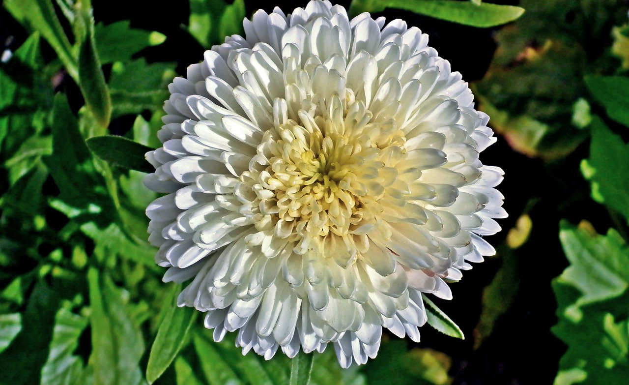 aster  flower  garden free photo