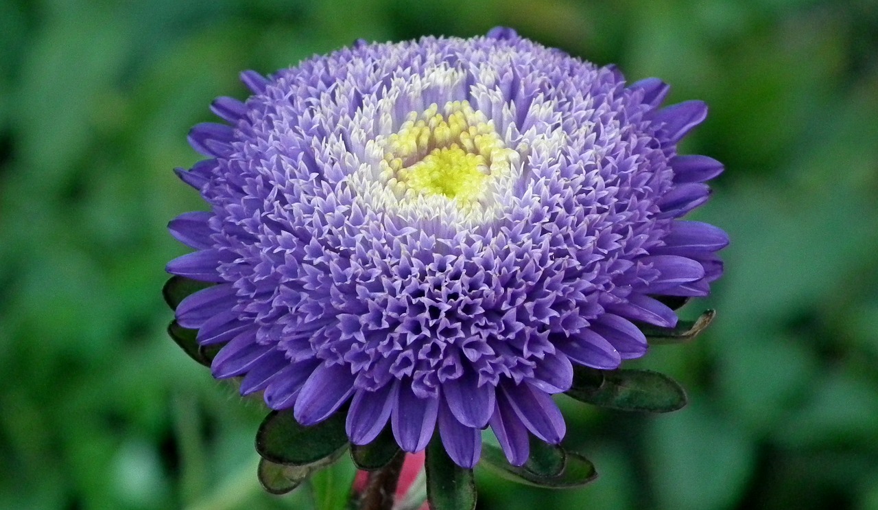 aster  flower  violet free photo