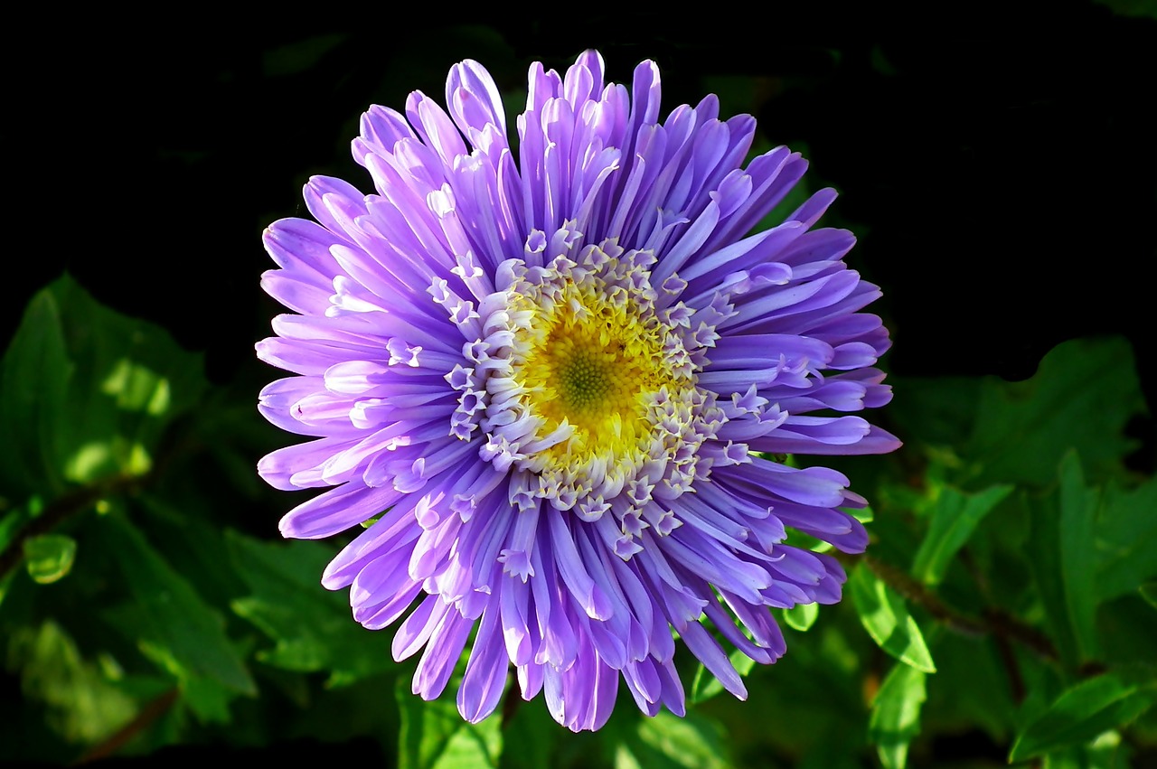 aster  flower  garden free photo