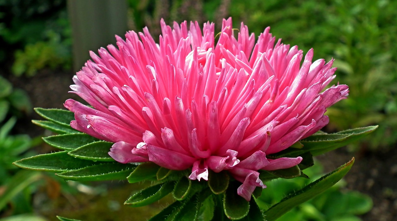 aster  pink  flower free photo