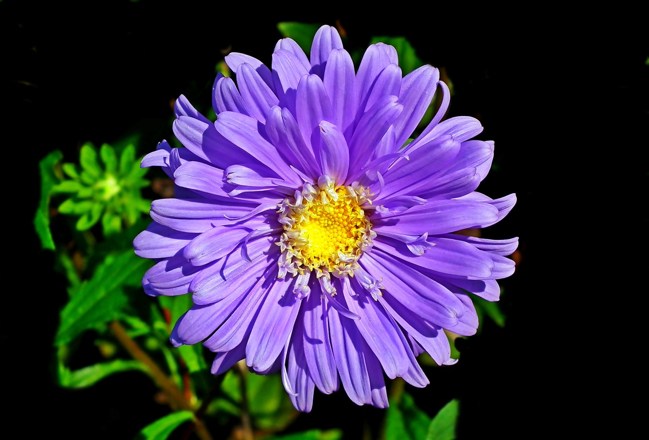 aster  flower  blue free photo