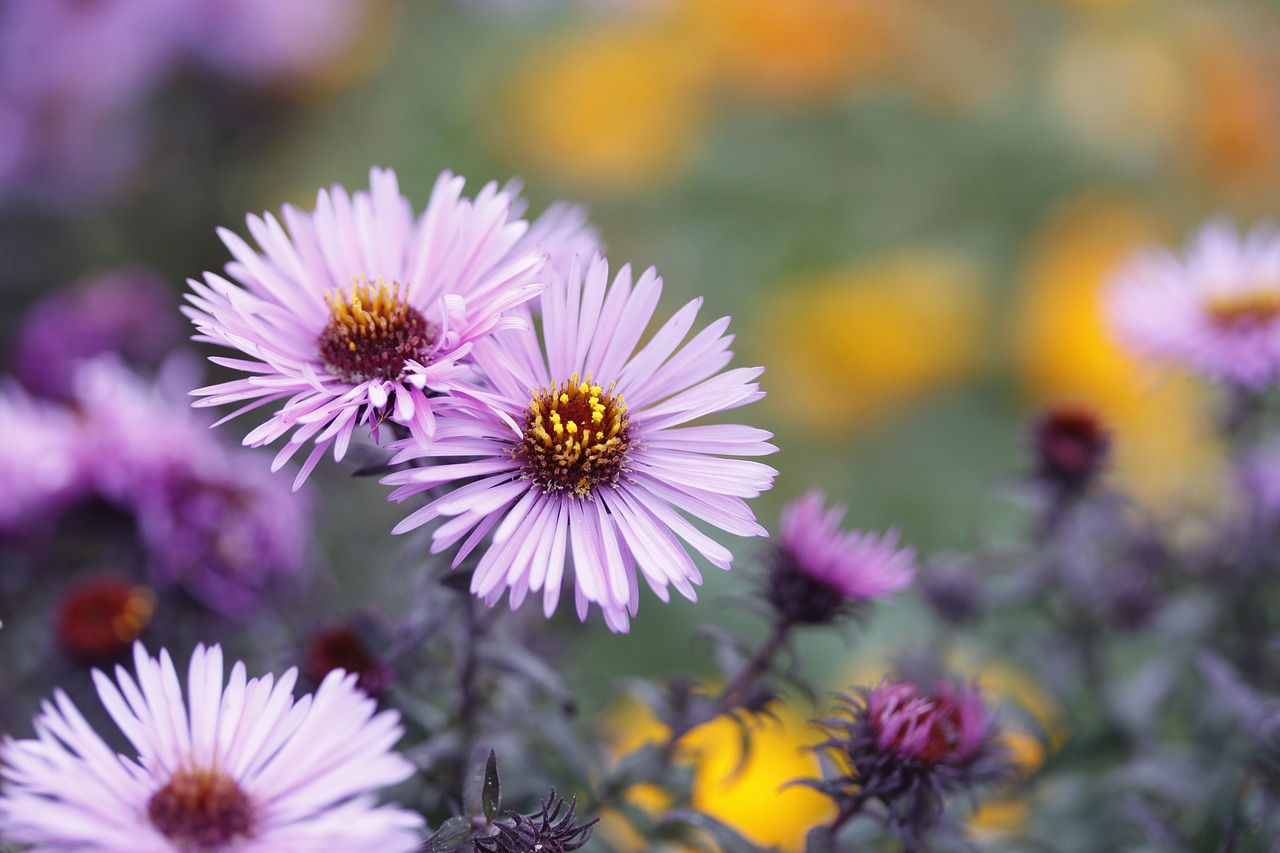 aster  flowers  flower free photo