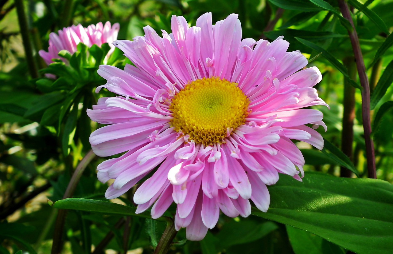 aster  flower  pink free photo