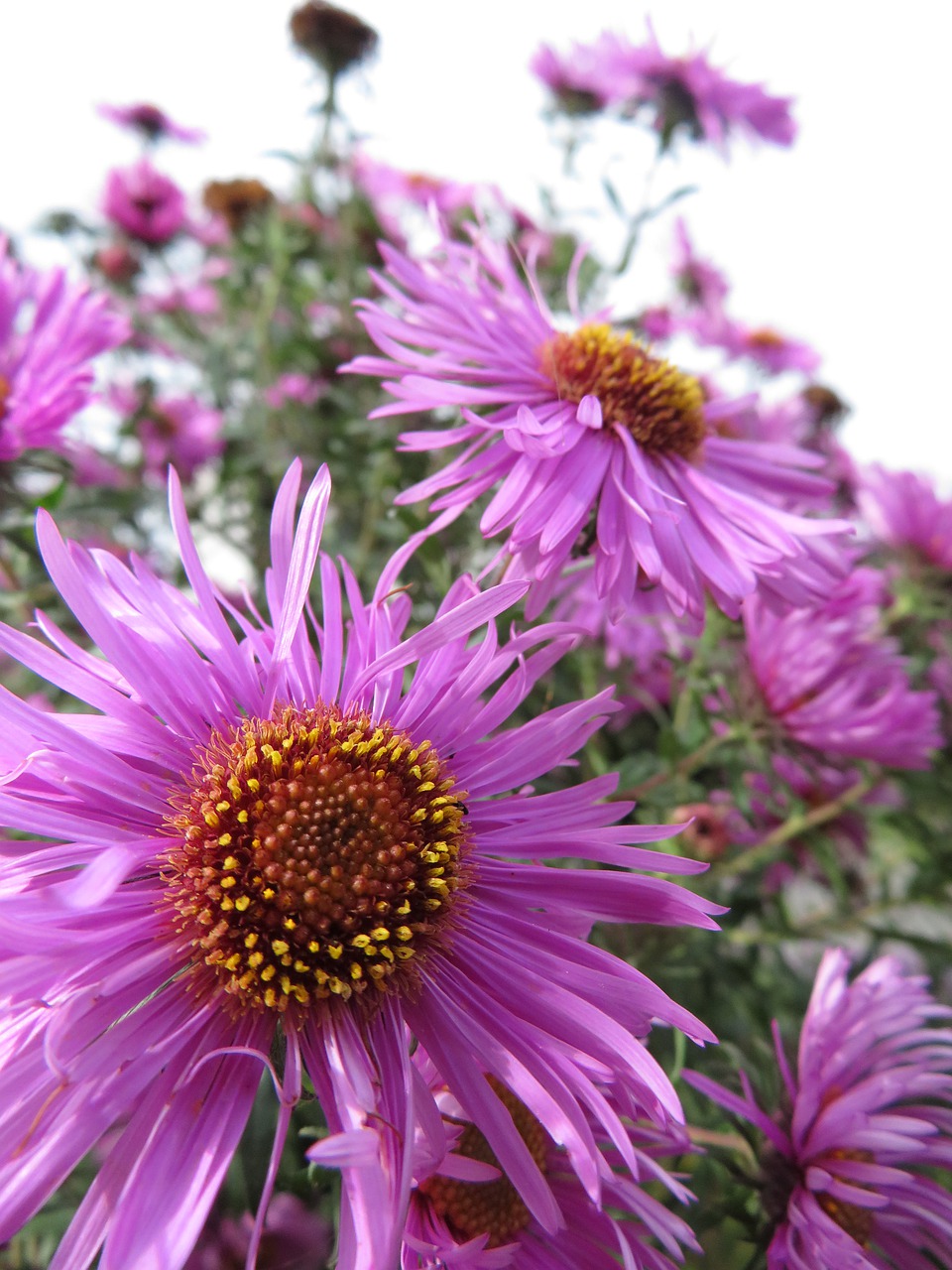 aster  flowers  bloom free photo