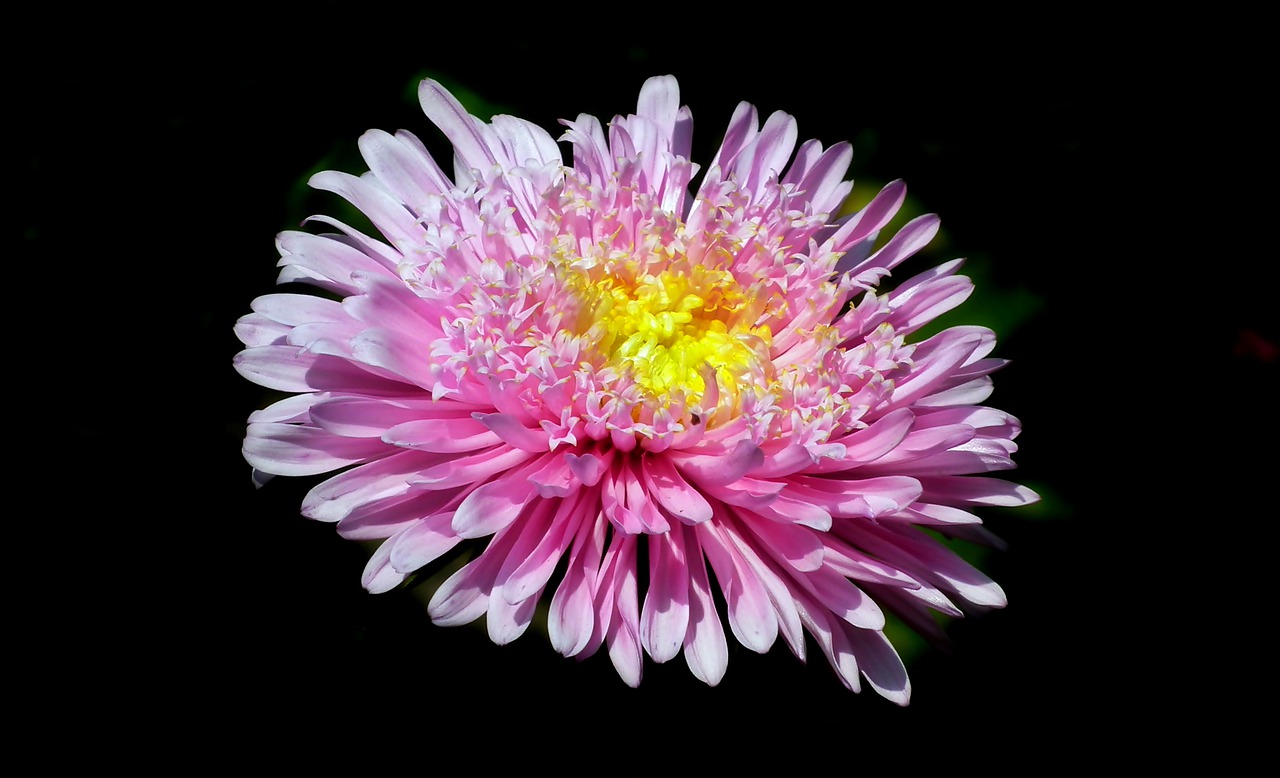 aster  flower  pink free photo