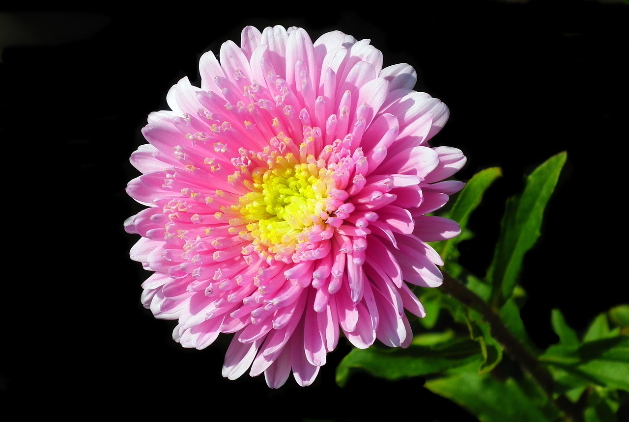 aster  flower  pink free photo