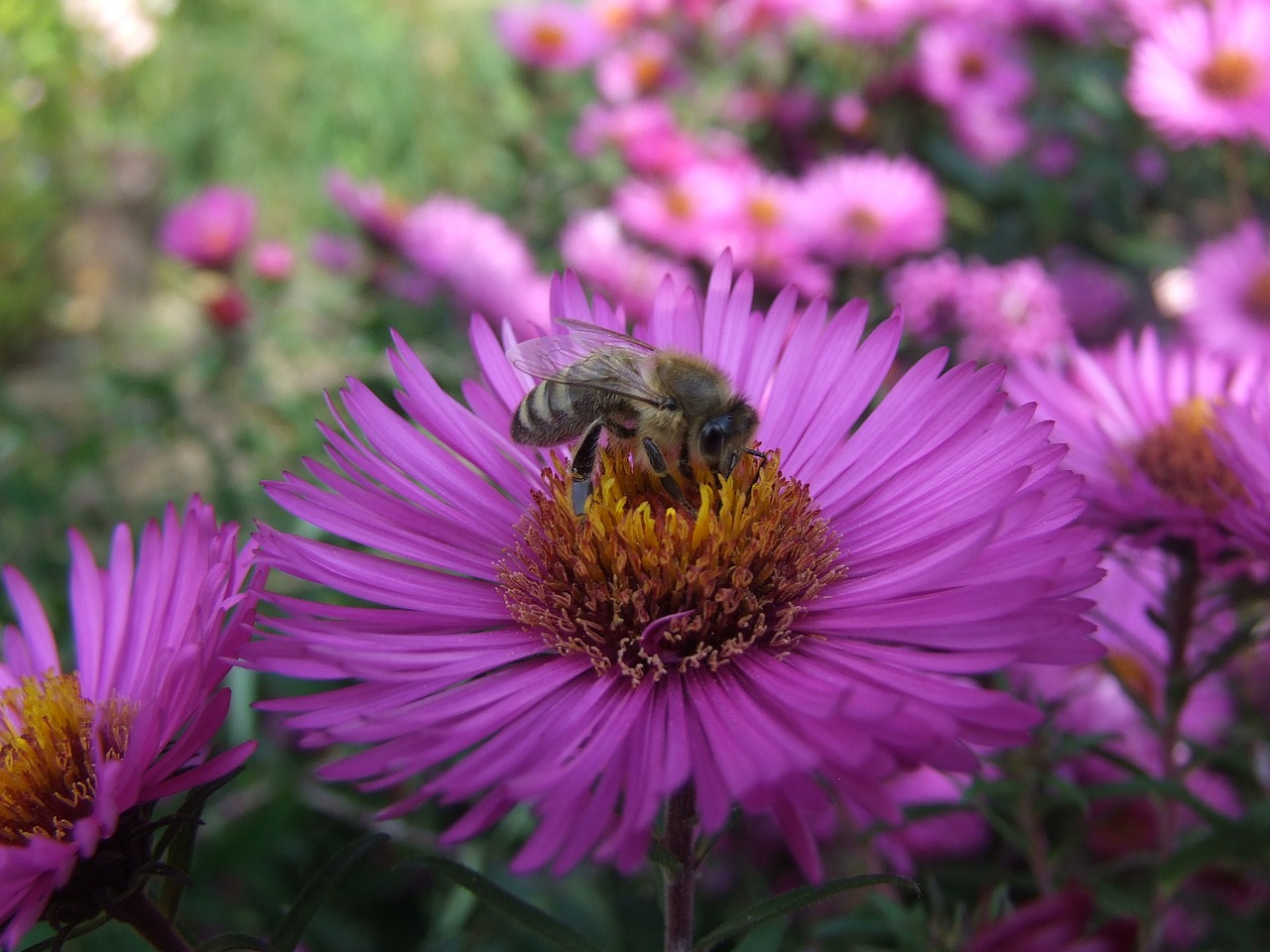 aster bee herbstaster free photo
